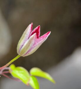 初心者ママが挑戦するライター副業の始め方は？