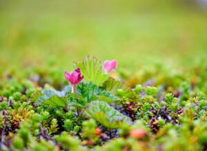 クラウドワークスを使った主婦のための始め方ガイドは？