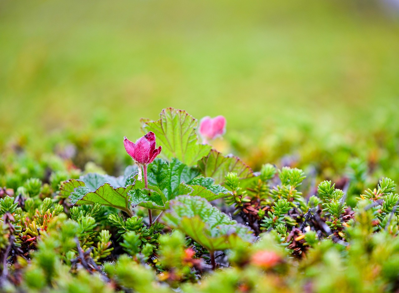 クラウドワークスを使った主婦のための始め方ガイドは？